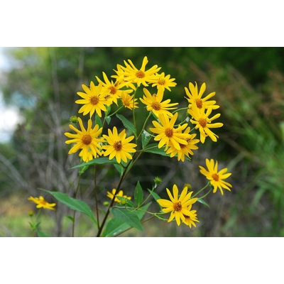 Slne?nica h?uznatá - Helianthus tuberosus - 10/20cm