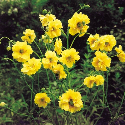 Kuklík - Geum chiloense ´Lady Stratheden´ Co1,5L