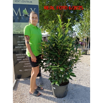 Vavrínovec lekársky - Prunus laurocerasus ´Elly´ 100+ Co5L