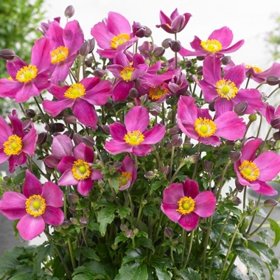Anemone ´Fantasy Red Riding Hood´