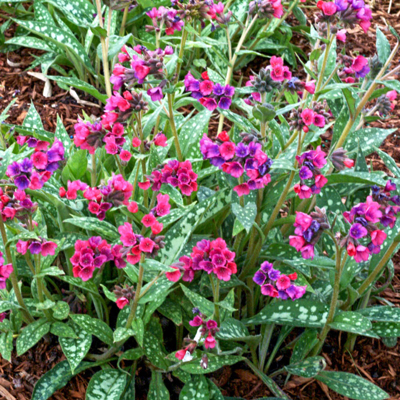 Pulmonaria ´Raspberry Splash´