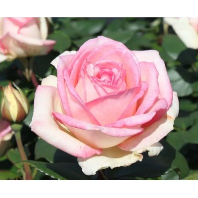 Ruža na kmienku - Rosa Topolina - ružová  KM40