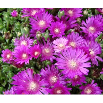 Delosperma ´Sani Pass´