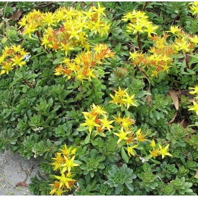 Sedum floriferum ´Weihenstephaner Gold´