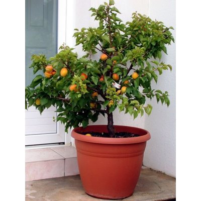 Marhuľa obyčajná - Prunus armeniaca ´Veľkopavlovická´ - stredne skorá Co7,5L