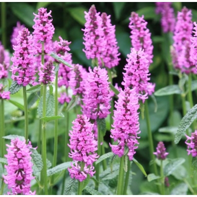 Stachys officinalis ´Humello´