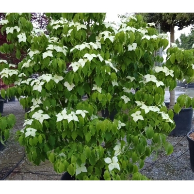 Drieň kousa - Cornus kousa 'Milky Way' Co25L 125/150