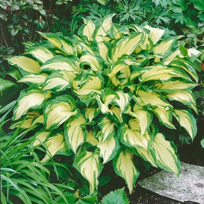 Funkia - Hosta fortunei ´Albopicta´