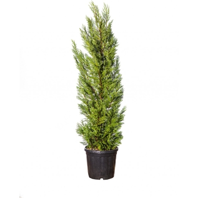 Cyprusovec leylandský - Cupressocyparis leylandii  -120/140cm