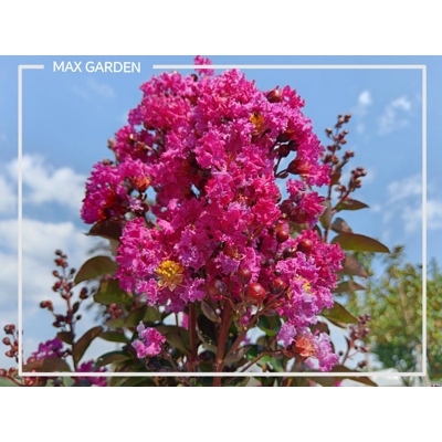 Myrta krepová sv.ružová - Lagerstroemia indica ´RHAPSODY IN BLUE´ - na 90cm kmeni (strom?ek)