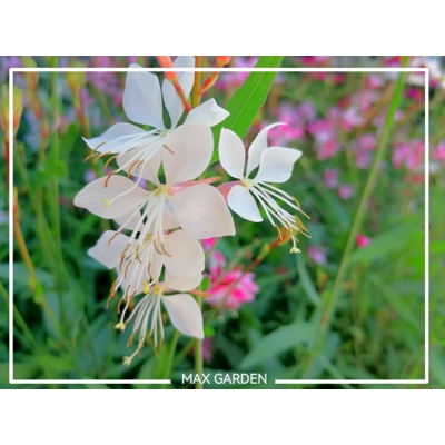 Gaura lindheimeri ´Belleza White´ P12