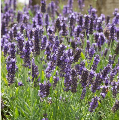 Levandu?a úzkolistá  -  Lavandula angustifolia 'Blue Spear' - 15/20cm