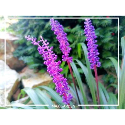 Liriope muscari Royal Purple Co14 15-20