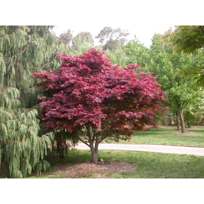 Javor dlaňolistý - Acer palmatum ´Atropurpureum´  Co11 20/25