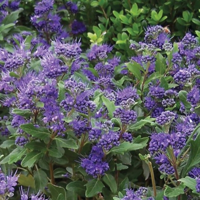 Caryopteris x clandonensis 'Sterling Silver'  Co3L