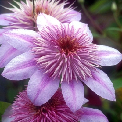 Plamienok - Clematis 'Empress' - 40+cm