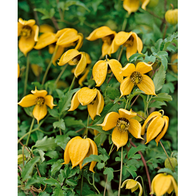 Plamienok - Clematis tangutica - 40+cm