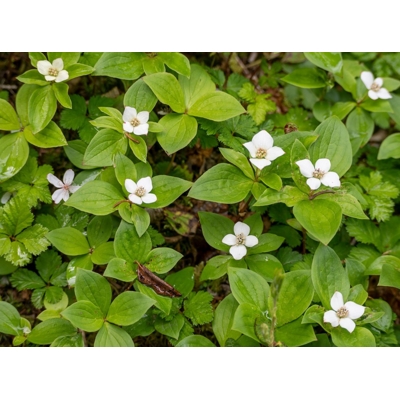 Drie? kanadský - Cornus canadensis' - 20/30cm