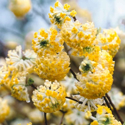 Edgeworthia zlatá - Edgeworthia chrysantha ´Grandiflora´ - 30/40