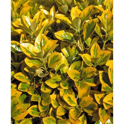 Bršle? - Euonymus japonicus ´Aureomarginatus´ - 20/30cm