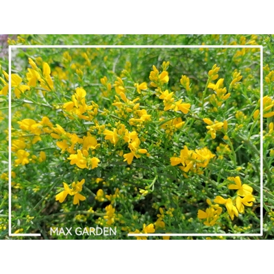 Kru?inka lýdijská - Genista lydia -  20/30cm