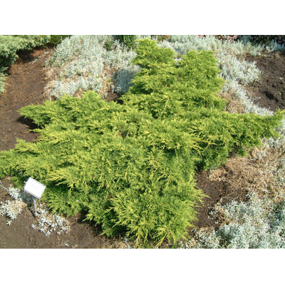 Borievka prostredná - Juniperus media ´Old gold´ 20/30cm