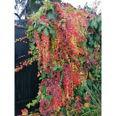 Pavini? trojlalo?ný Veitchii - Parthenocissus tricuspidata ´Veitchii´ 40+ vyväzovaná