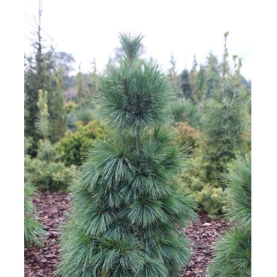 Borovica Schwerinova - Pinus schwerinii 'Wiethorst' - 25/30cm