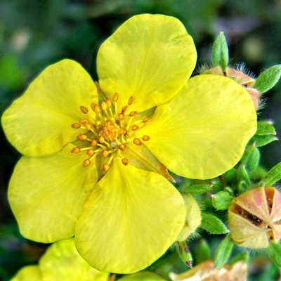 Nátržník - Potentilla fruticosa 'Kobold' - 20/30cm