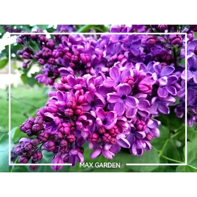 Orgován obyčajný - Syringa vulgaris 'Andenken an Ludwig Spath'  Co2,5L  20/30