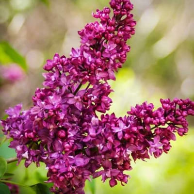 Orgován oby?ajný - Syringa vulgaris 'Charles Joly' - na 120cm kmienku