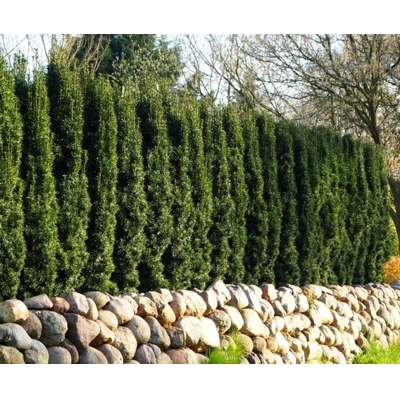 Tis oby?ajný - Taxus baccata 'Fastigiata Robusta' - 20/30cm