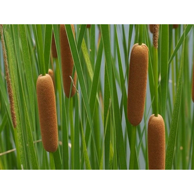 Typha gracilis