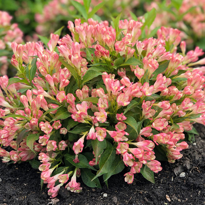 Vajgela kvetnatá - Weigela florida 'All Summer Peach' - 20/30cm