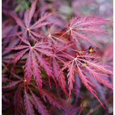 Javor dla?olistý - Acer palmatum  'Dissectum' - 20/30cm