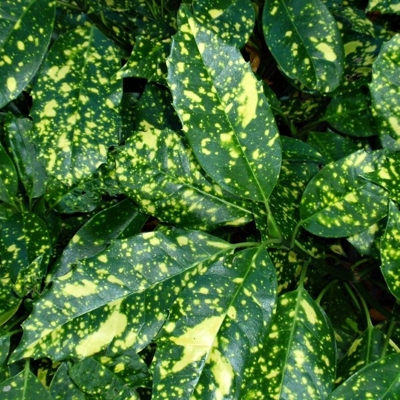 Aucuba japonica ´Crotonifolia´ - 20/30cm