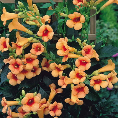 Trubkovec - Campsis x tagliabuana ´Indian summer´ - 60/70cm