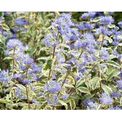 Caryopteris x clandonensis 'White Surprise'- 15/20cm