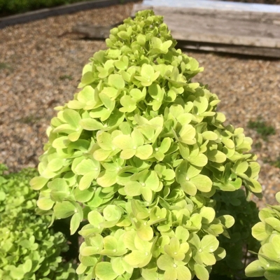 Hortenzia metlinatá - Hydrangea paniculata 'Mojito' - 20/30cm