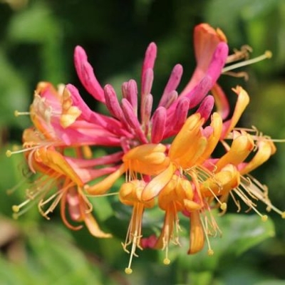Zemolez -  Lonicera x heckrottii ‘Goldflame’ - 40+