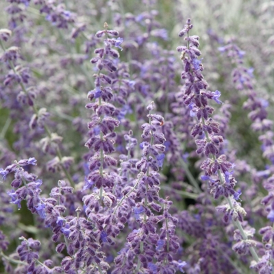 Perovskia atriplicifolia ´Little Spire´ - 20/30cm