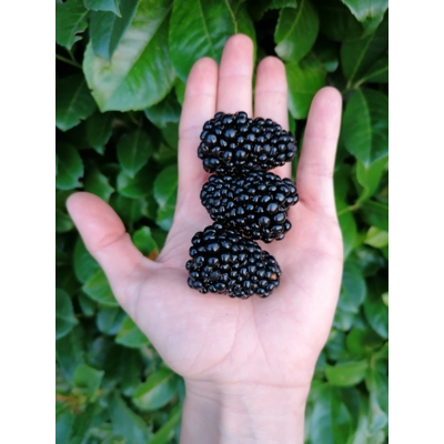 Ostružina ?ernicová - Rubus fruticosus  'Thornfree' 40+cm