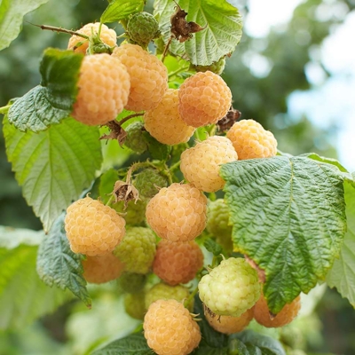 Malina žltá BALKÓNOVÁ - Rubus idaeus 'Goodasgold' - 40cm