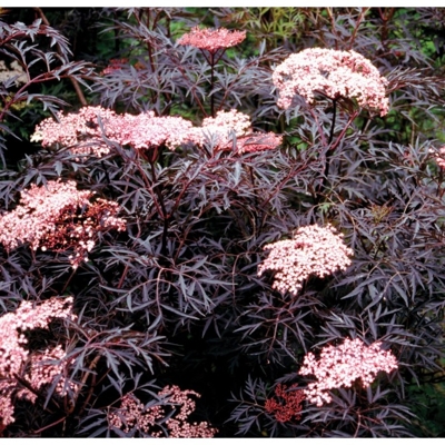 Baza ?ierna - Sambucus nigra ´Black Lace´ - 20/30cm