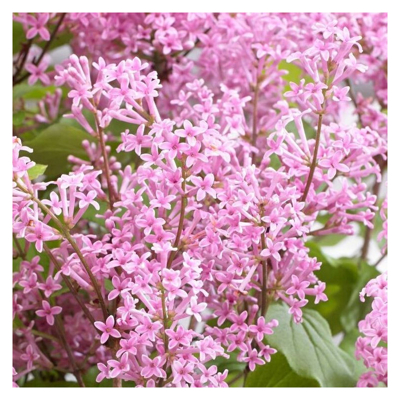 Orgován meyerov  - Syringa meyeri ´Flowerfesta Pink´ - 20/30cm