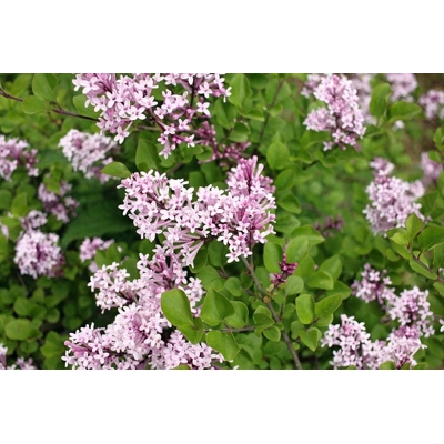 Orgován meyerov  - Syringa meyeri ´Palibin´- 20/30cm