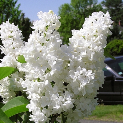 Orgován oby?ajný - Syringa vulgaris 'Miss Ellen Willmott´ - 20/30cm