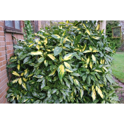 Aucuba japonica ´Picturata´ - 60+cm