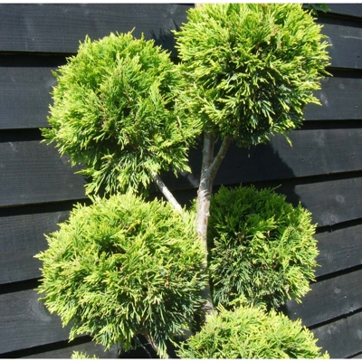 Cyprusovec leylandský  - Cupressocyparis leylandii ´Castlewellan Gold´ POM POM - 80/100cm