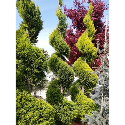 Cyprusovec leylandský  - Cupressocyparis leylandii ´Castlewellan Gold´ SPIRAL- 180/200cm